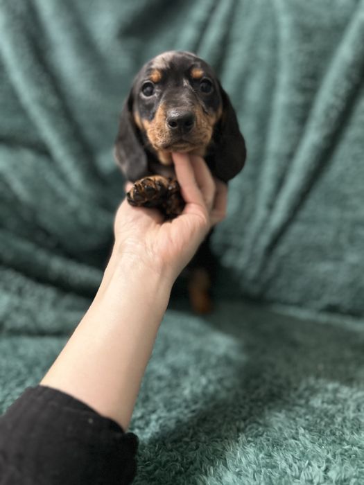 Femela teckel cu Certificat de Origine Pedigree FCI