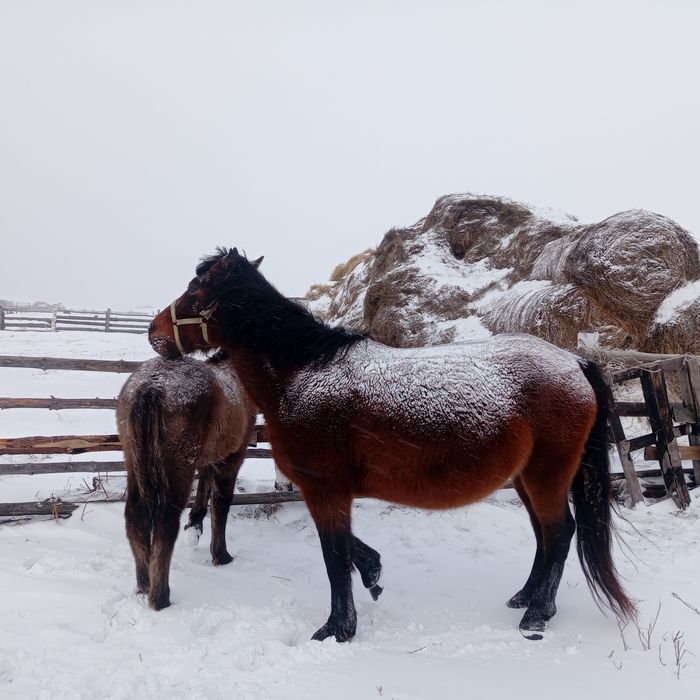 Продам  бие жабагымен