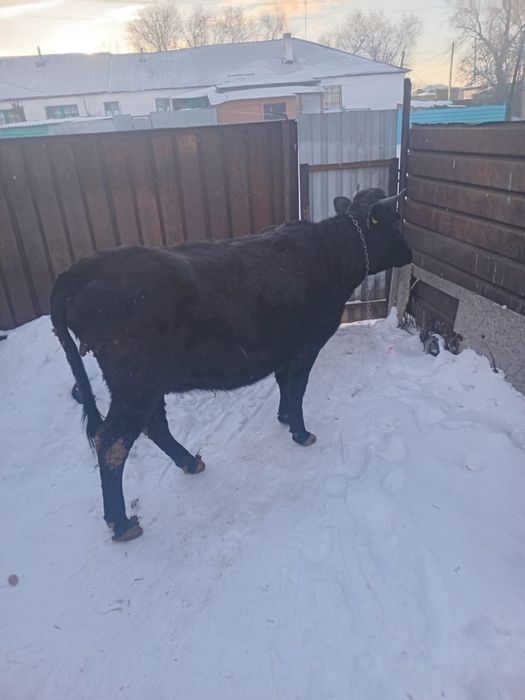 Продам корову стельную