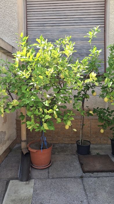 Pomi fructiferi de lămâi roditori