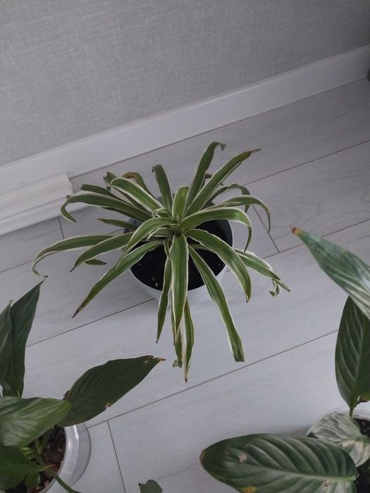 Продам комнатные цветы