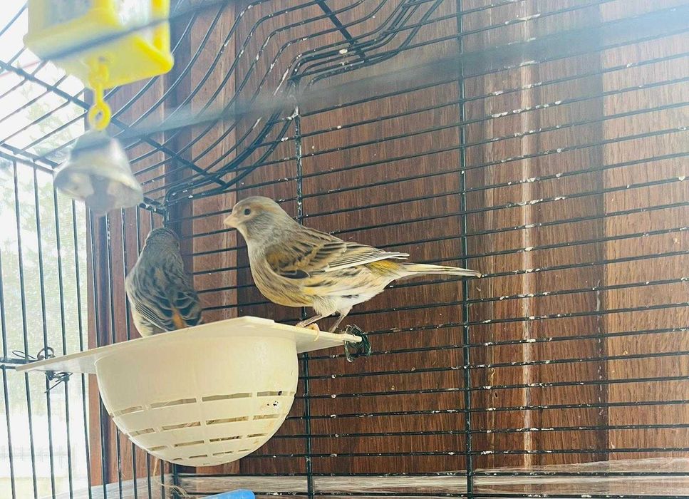 Vând Canari Timbrado