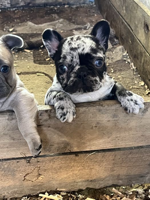 Эксклюзивные французики