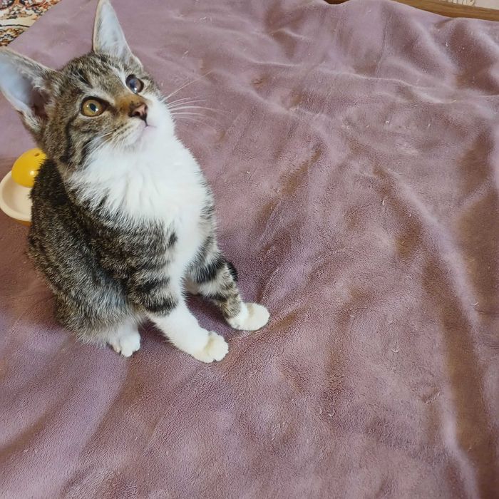 Котята бесплатно