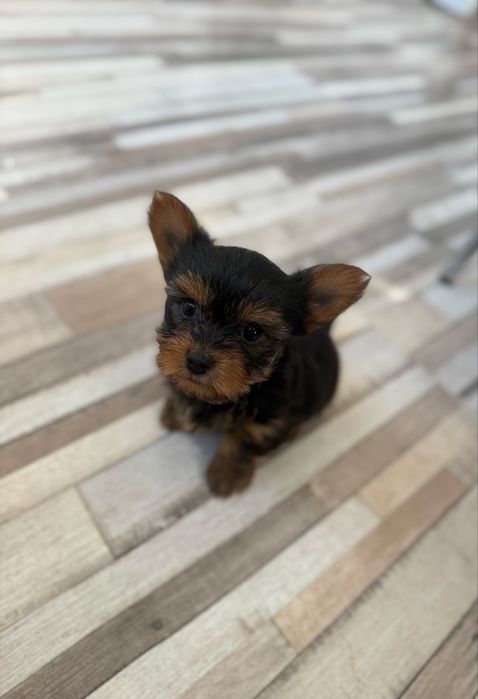 Йоркширски териер мъжки и женски