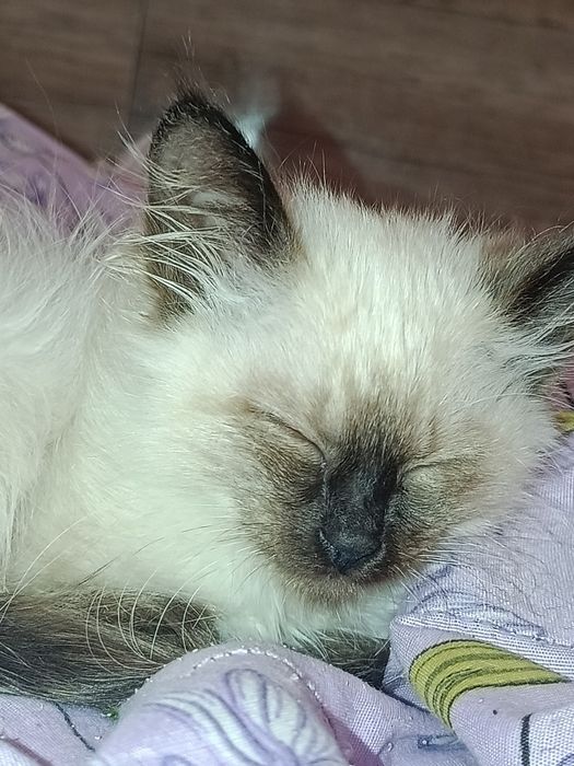 Сиамская   кошка