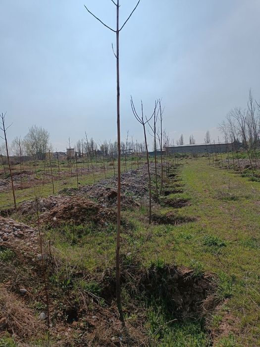 30 соток в Янгиюль р-не, 20 км от Ташкента (Сергели). "Голубые озера"