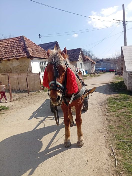 VAND IAPA și Căruță