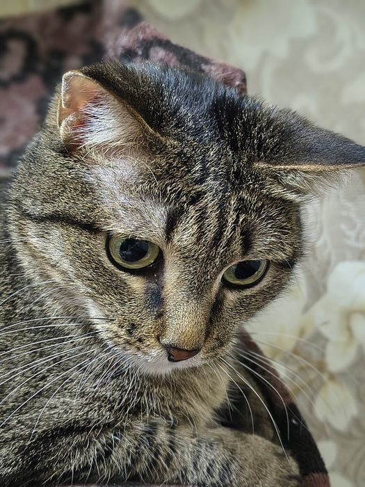 Шикарный кот ищет дом