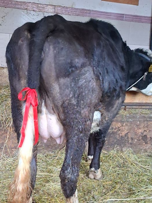 Vand sau schimb cu vacă de Tăiere