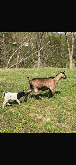 Vand capre Metis-Alpina Franceza