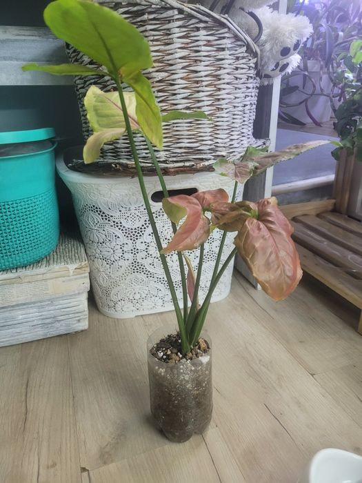 Сингониум проддам