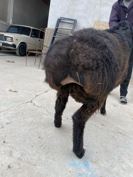 Кузи сотилади зотлиси