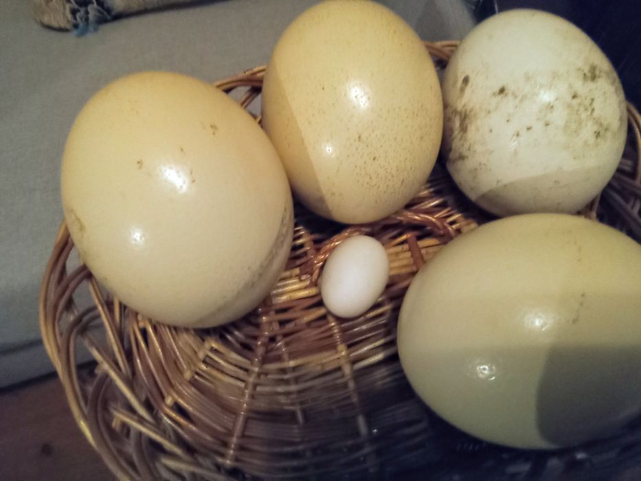 Ouă Struț proaspete.