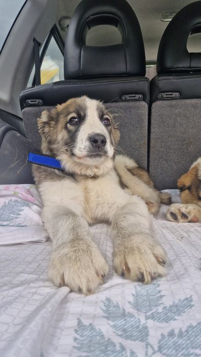 Щенки САО Алабай