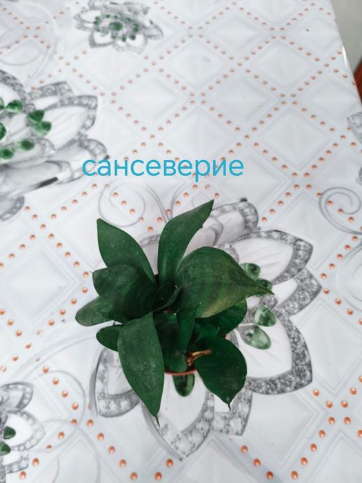 Комнатные цветы, суккуленты и сингониум