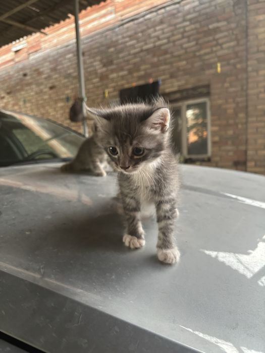 Котята двое мальчики