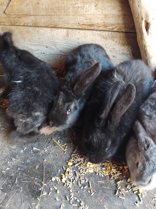 Iepurasi disponibili