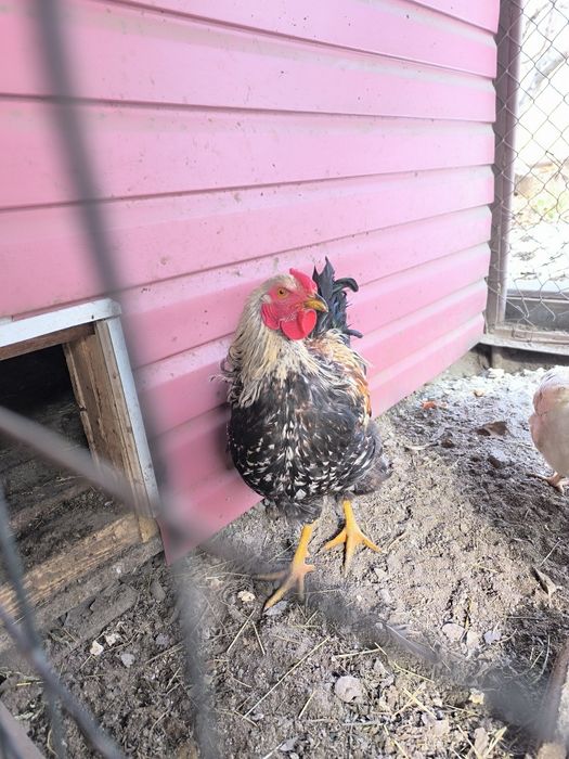 Продам  двух петухов