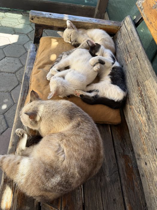 Котята, родились на пасху