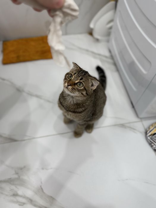 Котенок скоттиш фолд (девочка)