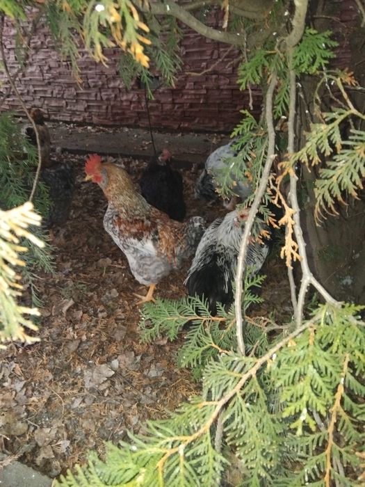 Продам петухов доминанты, брама