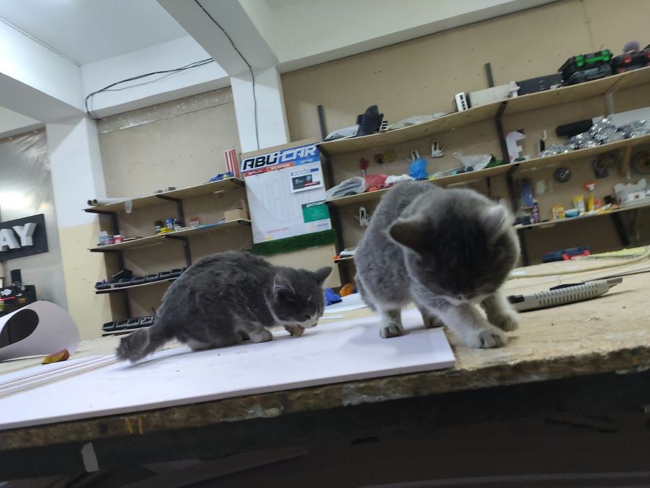 2 маленьких котят