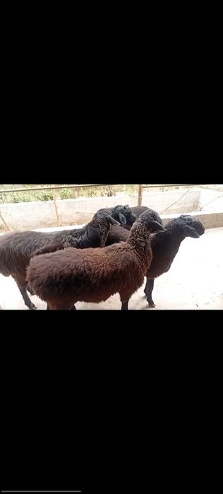 Qoylar bogoz 3ta sovlig 1ta qochqor