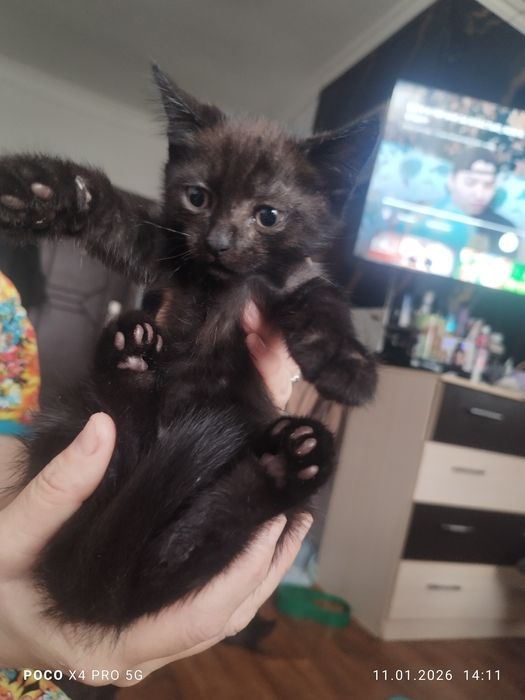 Отдам котят в добрые руки.