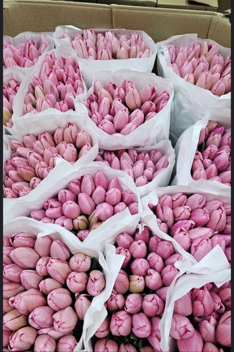 Свежие тюльпаны в наличии