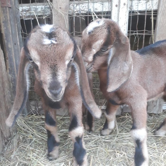 Vând doi tapisori anglonubieni