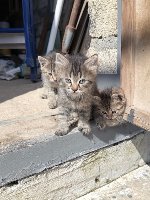Котята отдам в хорошие руки