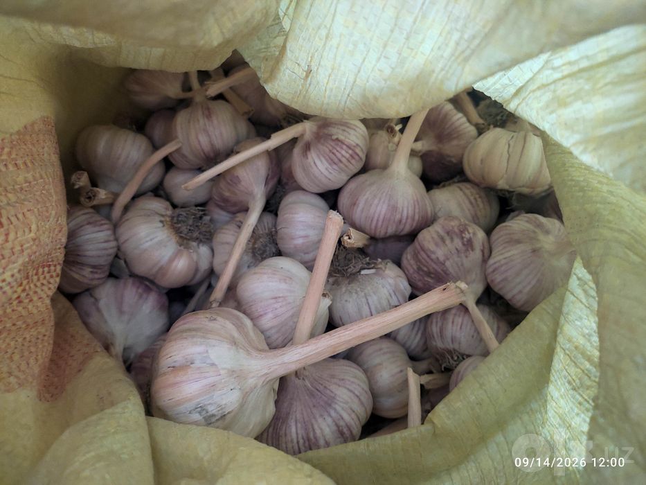 Chesnok, sarimsoqpiyoz, чеснок, garlic