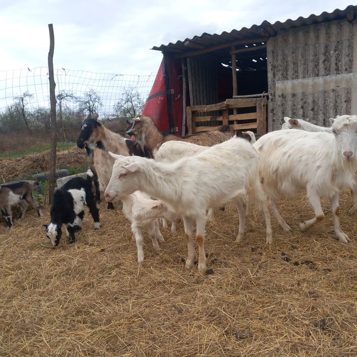 Vând 7 capre cu iezi