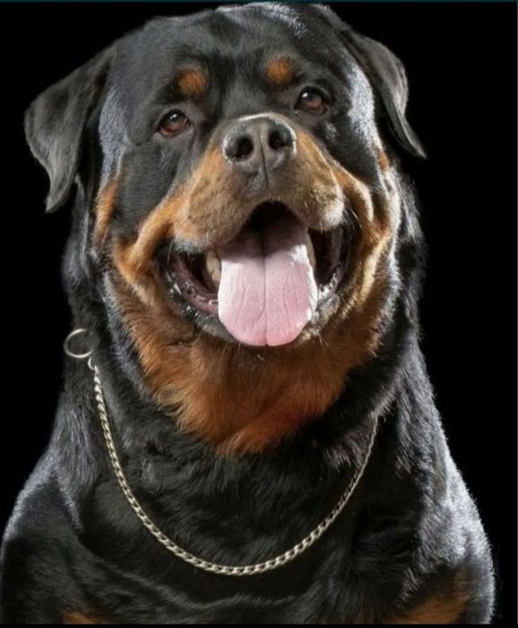 Вязка Ротвейлер Чарли и Рокки