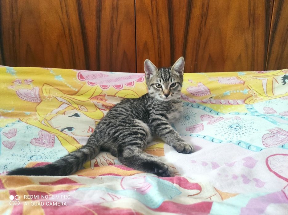 Отдаются котята.