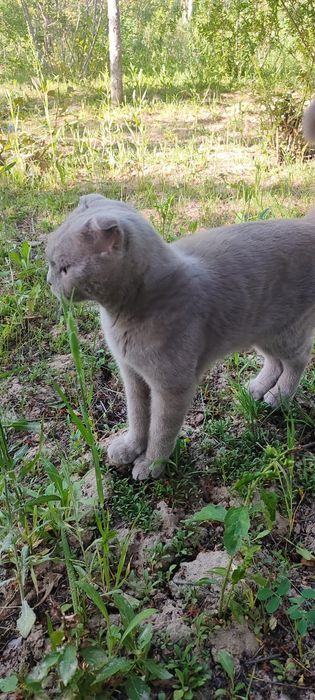 Scottish Fold mushugi sotiladi