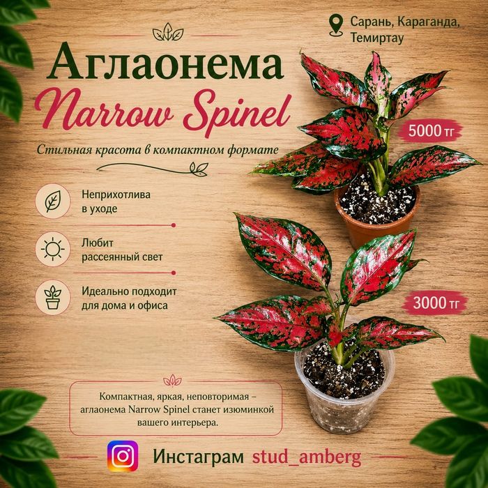 Аглаонема разная  1