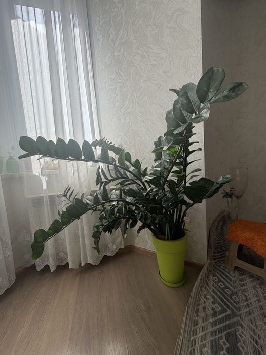Денежное дерево Замиокулькас
