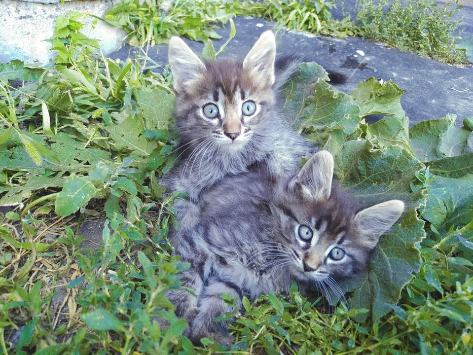 Котята. Раздаём. Доставим.