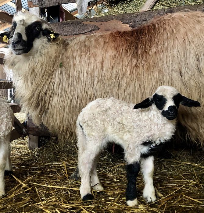 Miel și mia de vânzare