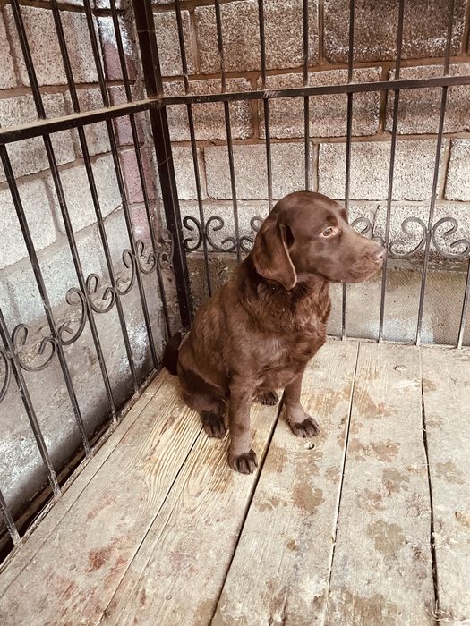 Продается Сучка Лабрадора ретривер с родословной