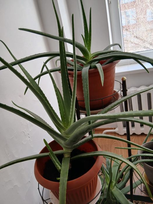 Алоэ вера многолетнее