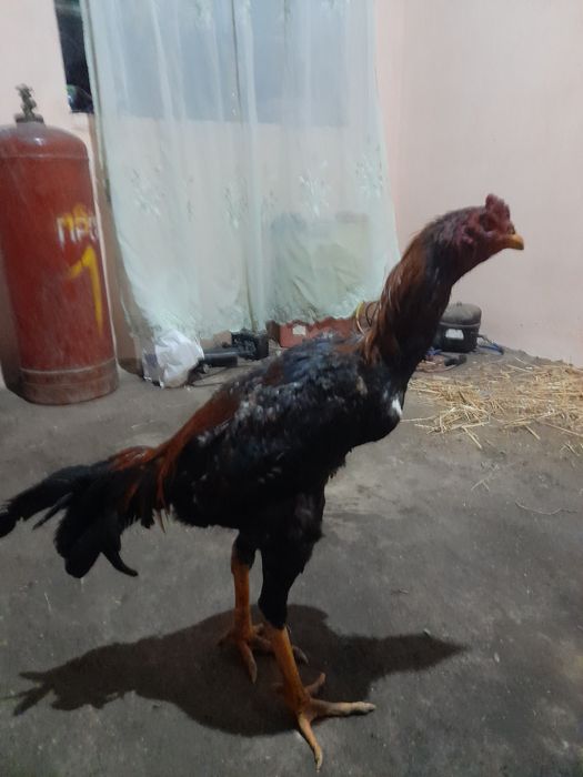 Saman zotli xoros sotiladi