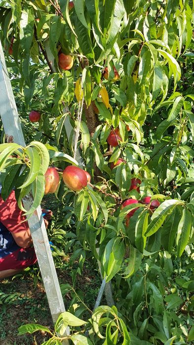 Pomi Fructiferi Stravechi Glia Stramoseasca (Nectarin )