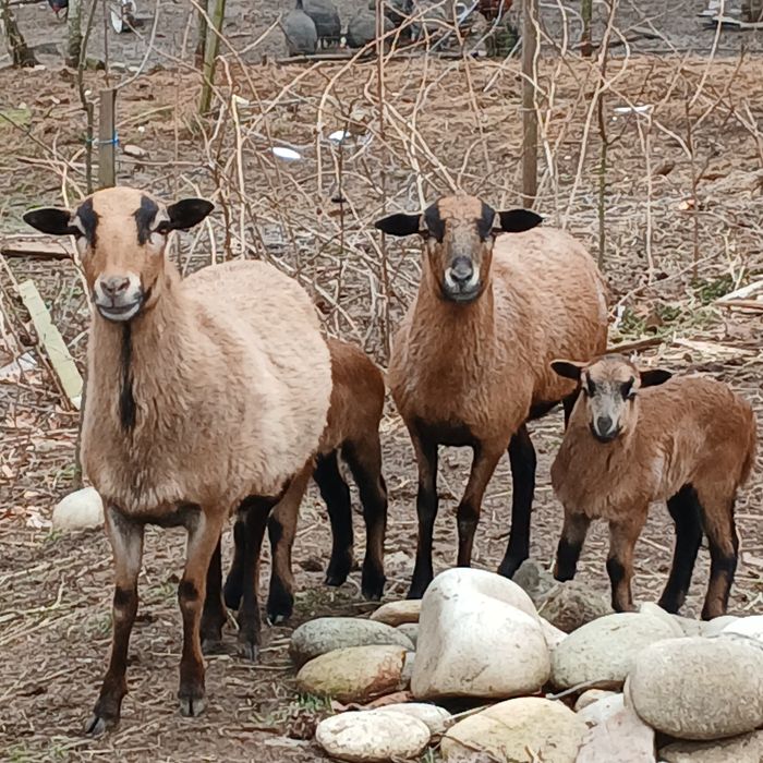 Vand  sau schimb 2 oi camerun cu miei