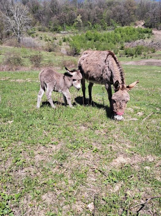 Lapte de măgăriță