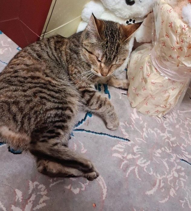 Mushuk bolasi hadiyaga