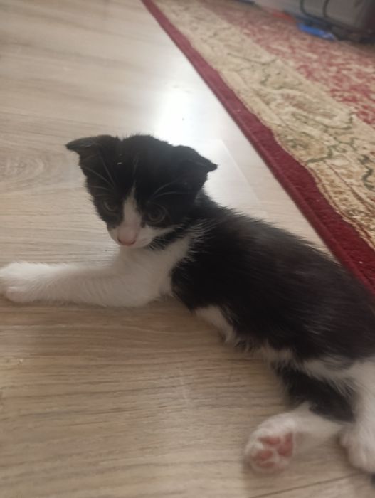 Мысық марғау котята