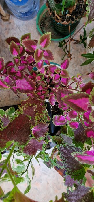 Комнатные растения.